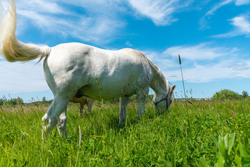 Obraz na płótnie Canvas A white horse is eating fresh grass in a meadow.