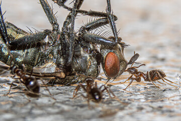ants eating fly