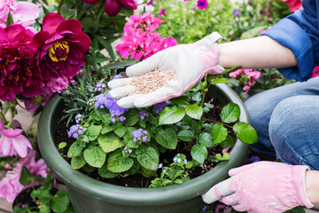 Organic fertilizers in hand of woman, who prepares to fertilize flowers in pots, person cares about...