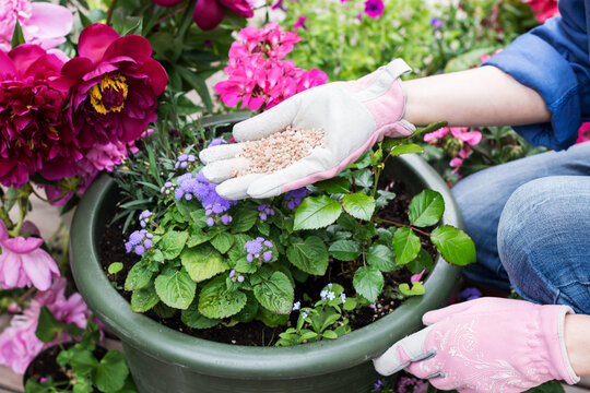 Organic fertilizers in hand of woman, who prepares to fertilize flowers in pots, person cares about flowers in home garden, fertilizing and flower care concept
