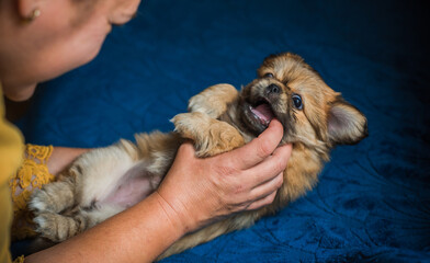  Cute and funny tiny Pekingese dog. Best human friend. Pretty golden puppy dog at home