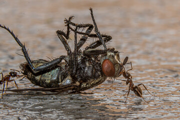 ants eating fly