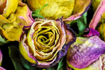 Fototapeta na wymiar Colorful but already dry rose flowers