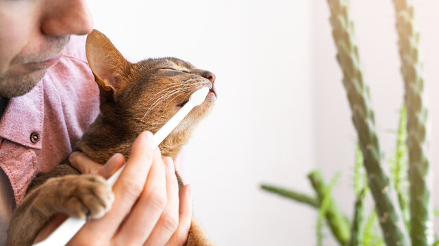 Toothbrush for animals. Caucasian white Man in a pink shirt brushes teeth of a blue Abyssinian cat at home. Animal Hygiene and pet care concept. Copy space