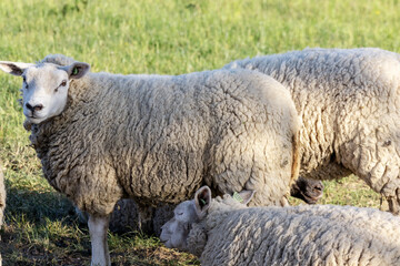 Sheep resting on a green meadow in Belgium.