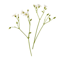 Small and white wild flowers isolated on a white background.