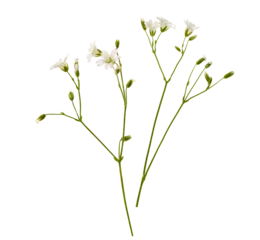Gordijnen Small and white wild flowers isolated on a white background. © Soho A studio