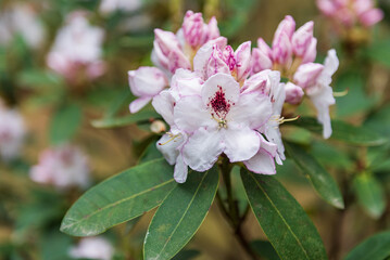 Rhododendron flowers in Cirava, Latvia.