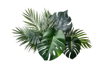 Foto op Plexiglas Macrofotografie tropical plants , green leaves isolated on transparent background. made with generative Ai.  