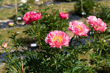 Peonies of different varieties, Pelci, Latvia.