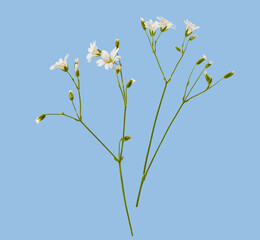 Small white flowers plant isolated on a blue background.