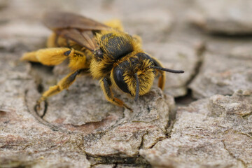 Closeup on an orange fluffy Mediterranean mining bee, Andrena sitting on wood