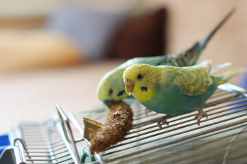 funny parrot.pet parrot.cute budgerigar.ornithology.love and care for animals.cage birds.funny...