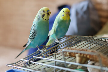funny parrot.pet parrot.cute budgerigar.ornithology.love and care for animals.cage birds.funny...