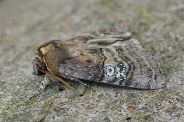 Closeup on the figure of eighty owlet moth, , Tethea ocularis sitting on wood