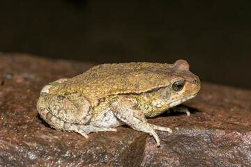 African red toad, or African split-skin toad (Schismaderma carens)
