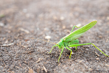 grasshopper green close-up on the soil in the summer
