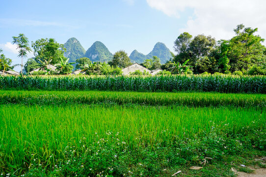 A peaceful moment at Phai Luong, a rural neighborhood in, Lang Son Province, Vietnam. Farmers have rice fields next to their homes. The house structure is composed of environmental friendly materials