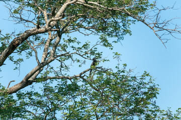 Grey Go-Away bird in South Africa in tree.