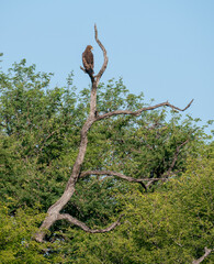Bird of prey in dead tree in South Africa.