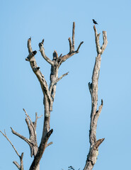 Small songbird in dead tree in South Africa