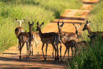 Group of impala in South Africa