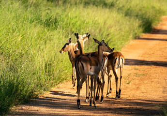Naklejka na ściany i meble Group of impala in South Africa