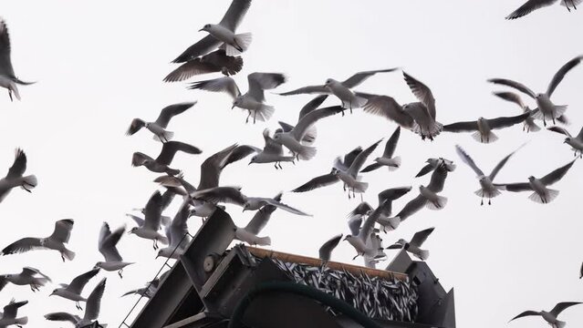 Seagulls circle over the fish loading elevator Port Hel Poland