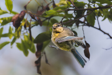 Eurasian Blue Tit perched on a tree branch
