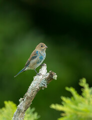 Indigo Bunting, Passerina cyanea