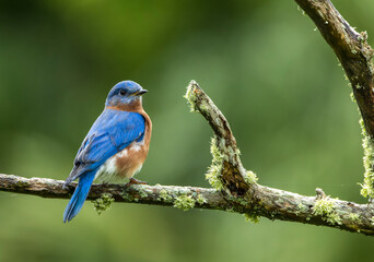 Eastern Bluebird, Sialia sialis bermudensis