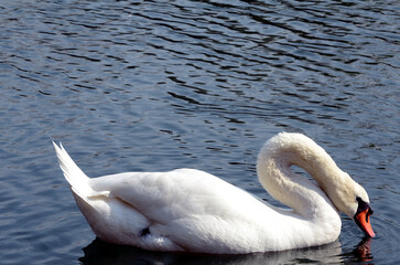 Obraz premium Schwan auf dem Wasser- Swan on a river