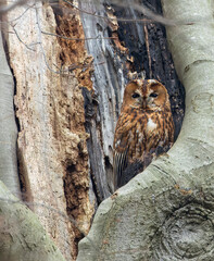 Tawny Owl, Strix aluco