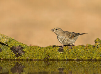 Common Linnet, Linaria cannabina mediterranea