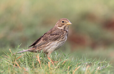 Corn Bunting, Emberiza calandra
