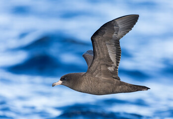 Flesh-footed Shearwater, Ardenna carneipes