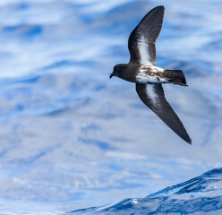 New Zealand Storm Petrel, Fregetta maoriana