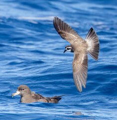 Latham's Storm Petrel, Pelagodroma (marina) maoriana
