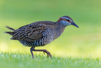 Buff-banded Rail, Hypotaenidia philippensis assimilis