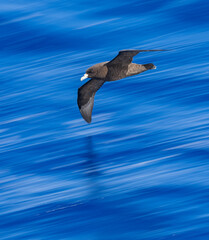 Black Petrel, Procellaria parkinsoni
