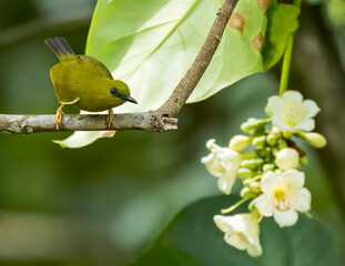 Obraz premium Dark-eyed White-eye, Zosterops tetiparius tetiparius