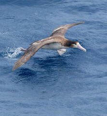 Short-tailed Albatross, Phoebastria albatrus