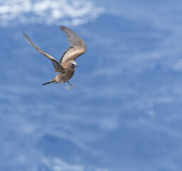 Brown Noddy, Anous stolidus