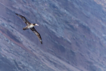 Fototapeta premium Short-tailed Albatross, Phoebastria albatrus