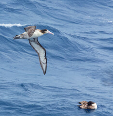 Short-tailed Albatross, Phoebastria albatrus
