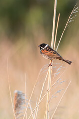 Common Reed Bunting, Emberiza schoeniclus