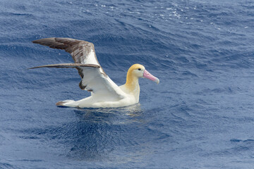 Short-tailed Albatross, Phoebastria albatrus