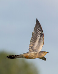 Common Cuckoo in flight