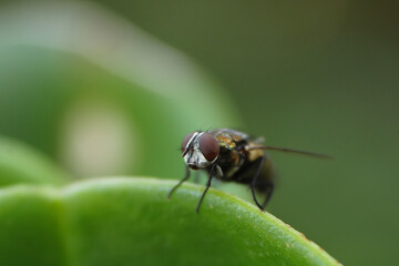 Fly in green