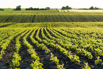 Rows of young soy plants on a fertile field with dark soil. Rows of sunlit young soya plants. Beautiful growing plant soy background